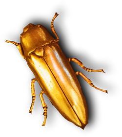 bicho-oro